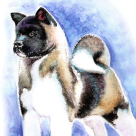 Детеныш американской Акиты