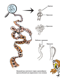 Страница в учебнике биологии