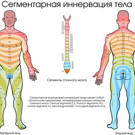 Сегментарная иннервация тела