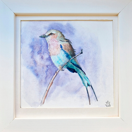 Сиреневогрудая сизоворонка