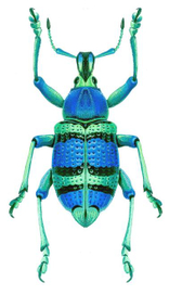 Долгоносик Eupholus magnificus