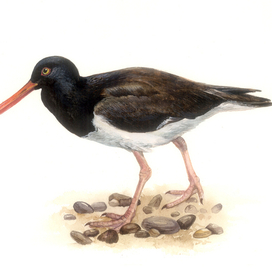 Кулик-сорока