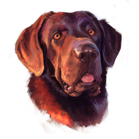 Шоколадный лабрадор