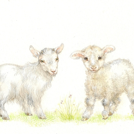 Козленок и ягненок)