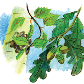 береза, дуб