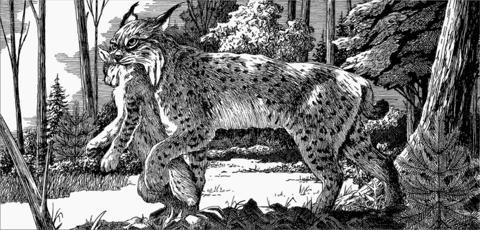 Рысь уносит котёнка