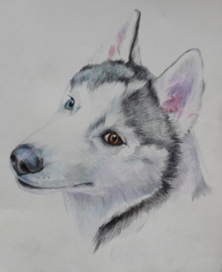 портрет серой красавицы