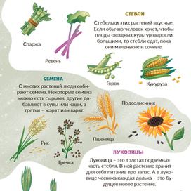 "Вершки и корешки"