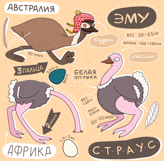 Эму или страус?