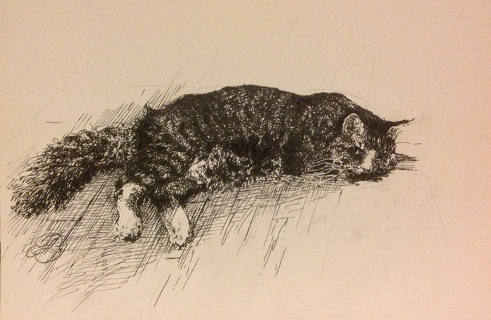 Просто кот ..