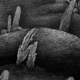 "видение пегасов"