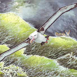 Говорил Господь матросам - не стрелять по альбатросам!