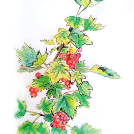 Иллюстрации