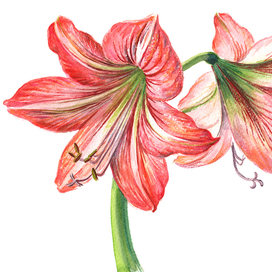 Гиппеаструм