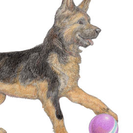 Домашние животные, часть 1 (малыши). 2023