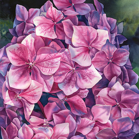 Spring hydrangea