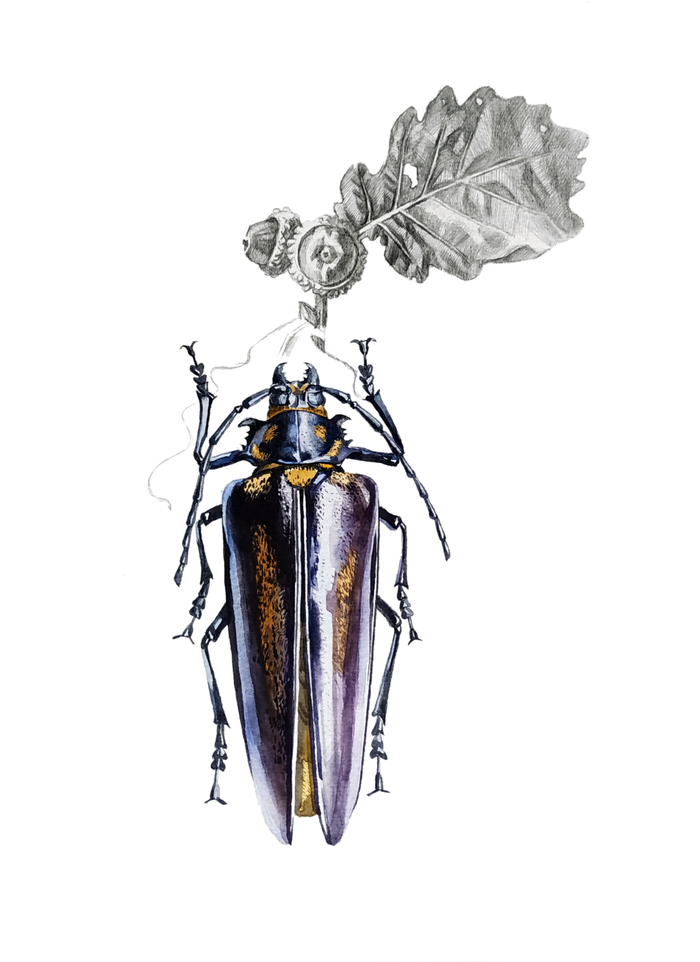 Реликтовый дровосек