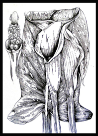 Методическое пособие к комплекту наглядных пособий по биологии "Растение и окружающая среда"