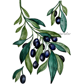 Ветви оливы