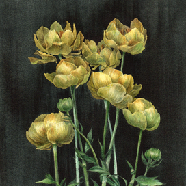 Купальница