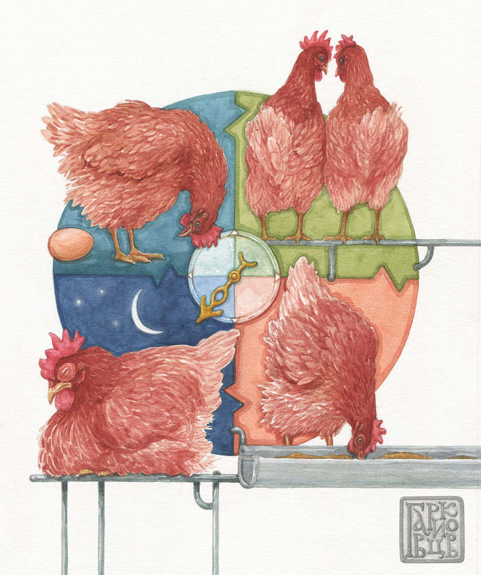 Один день из жизни курицы