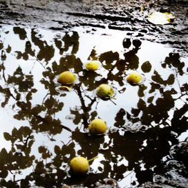 Яблонька ...