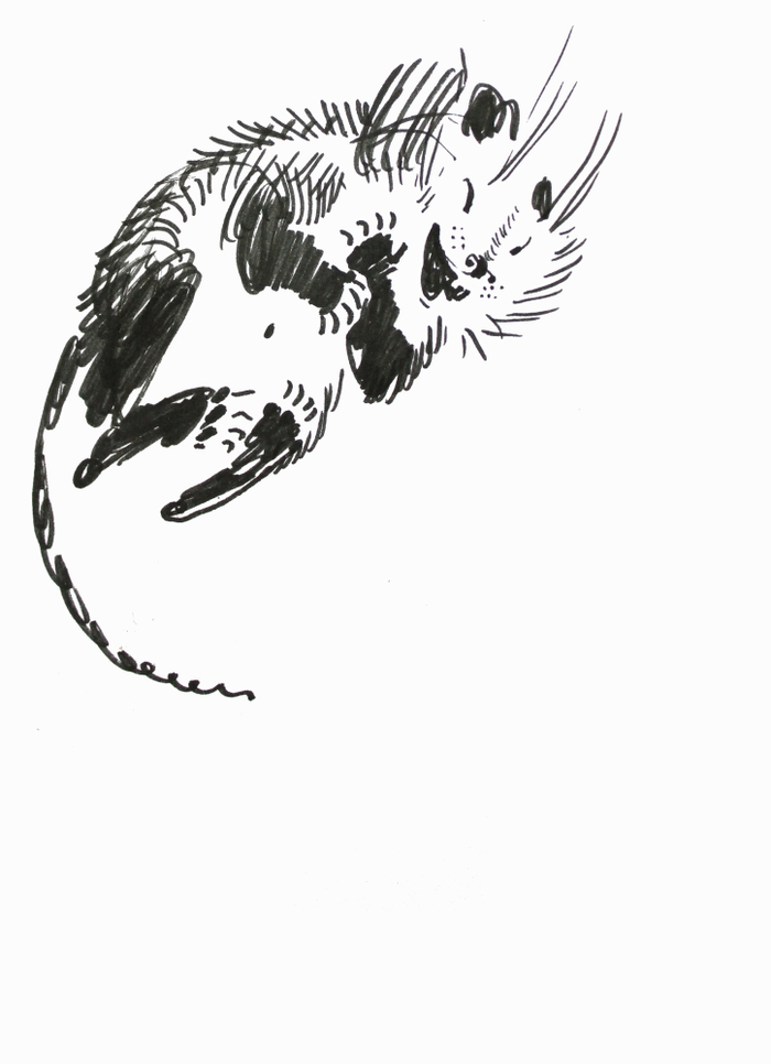 Хомяк-хохотун.