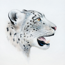 Снежный барс