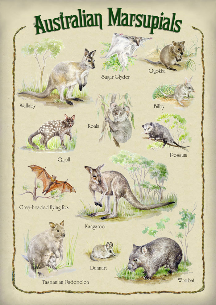 Австралийские сумчатые