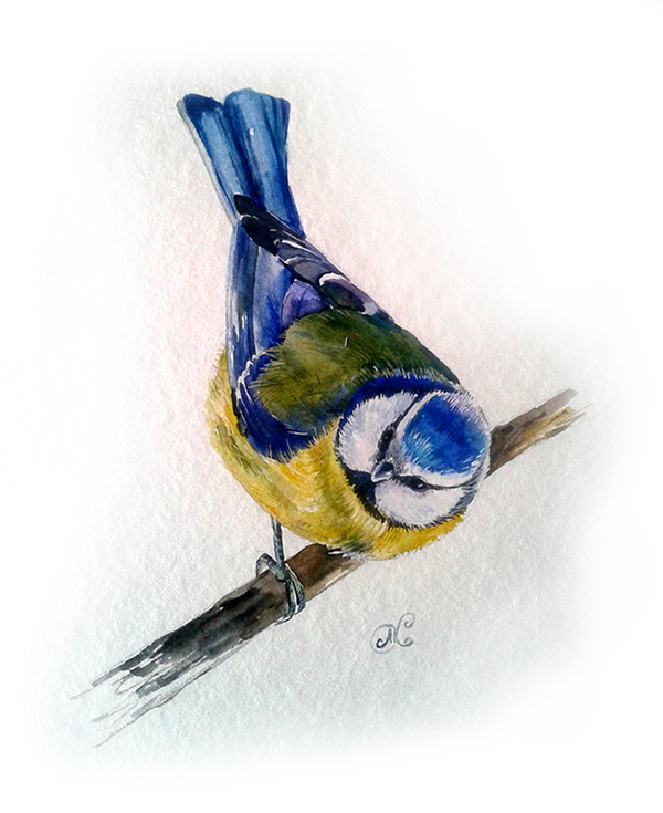 Лазоревка - Parus caeruleus