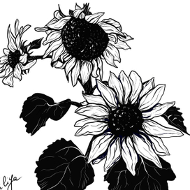 Подсолнухи