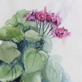 Розовые фиалки