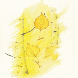 Листья берёзы