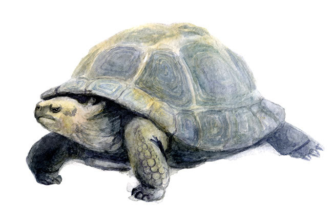 Сейшельская черепаха