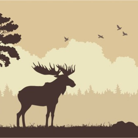 Карельская природа. Лось.