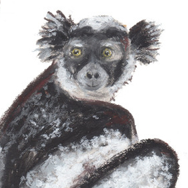 Индри для обучающих карточек