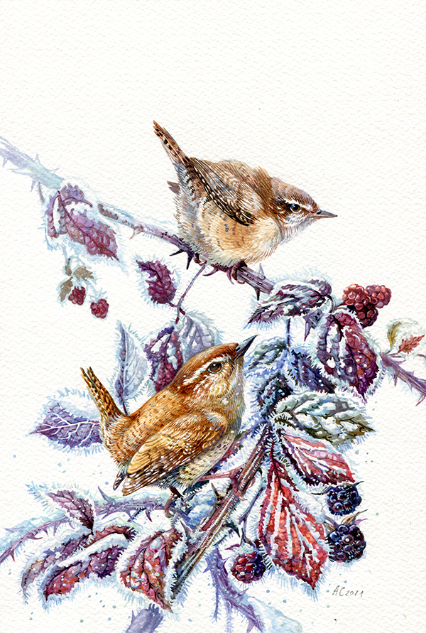 Крапивники