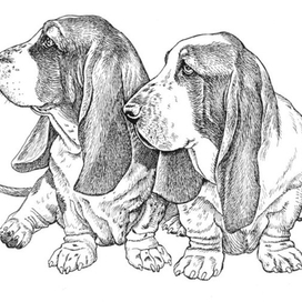 Бассет-хаунды