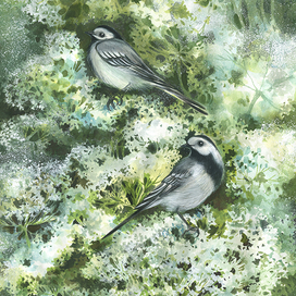 Две трясогузки