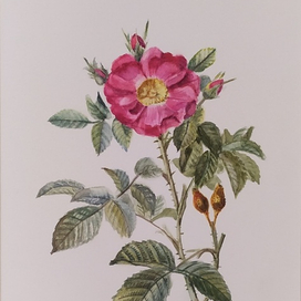 Роза Редуте