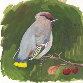 Свиристель 