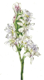 Специи || Гербарий для журнала «Вокруг Света»