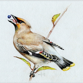 Свиристель