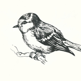 птица синица