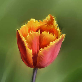 Махровый тюльпан