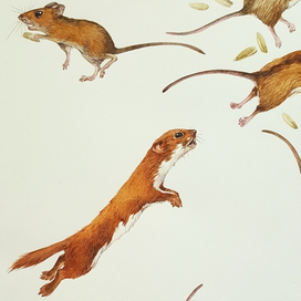 Самый маленький хищник в мире. Картинка из книги "Кто на свете меньше всех?"