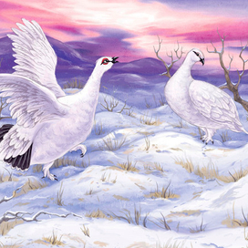 Куропаточья любовь