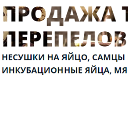   Где и как сейчас возможно заказать выгодно птенцов перепелов?