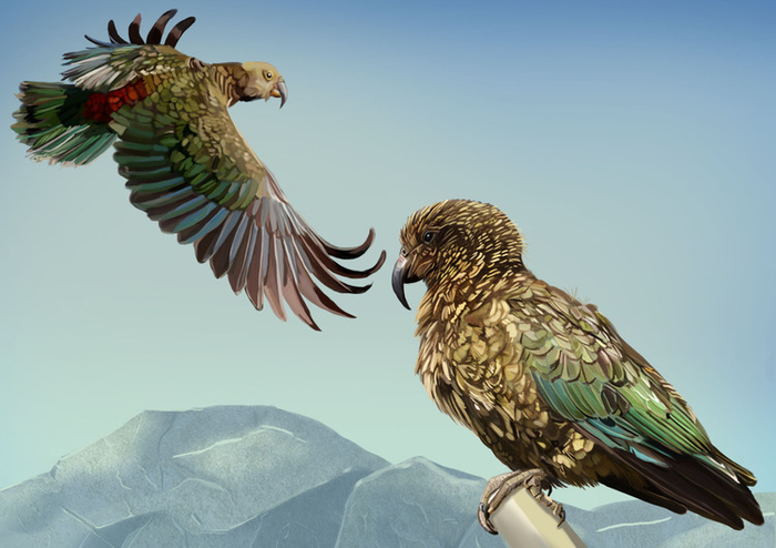 Попугаи кеа