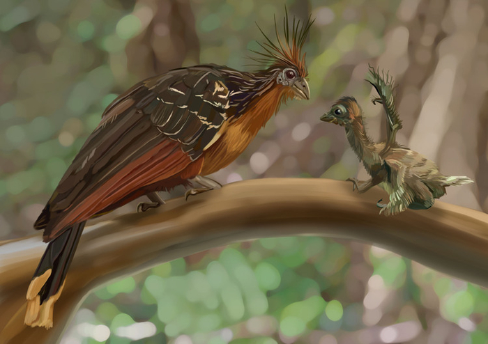 Гоацин с птенцом